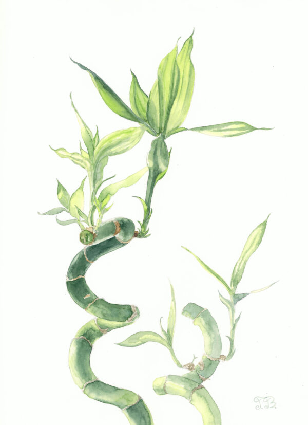 Bamboo Harmony watercolor painting