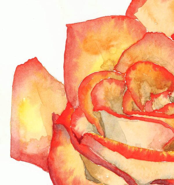 Fire red rose watercolor painting by Tatyana Bondareva
