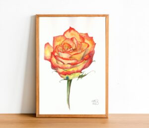 Fire Red Rose watercolor painting