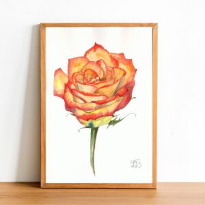 Fire Red Rose watercolor painting