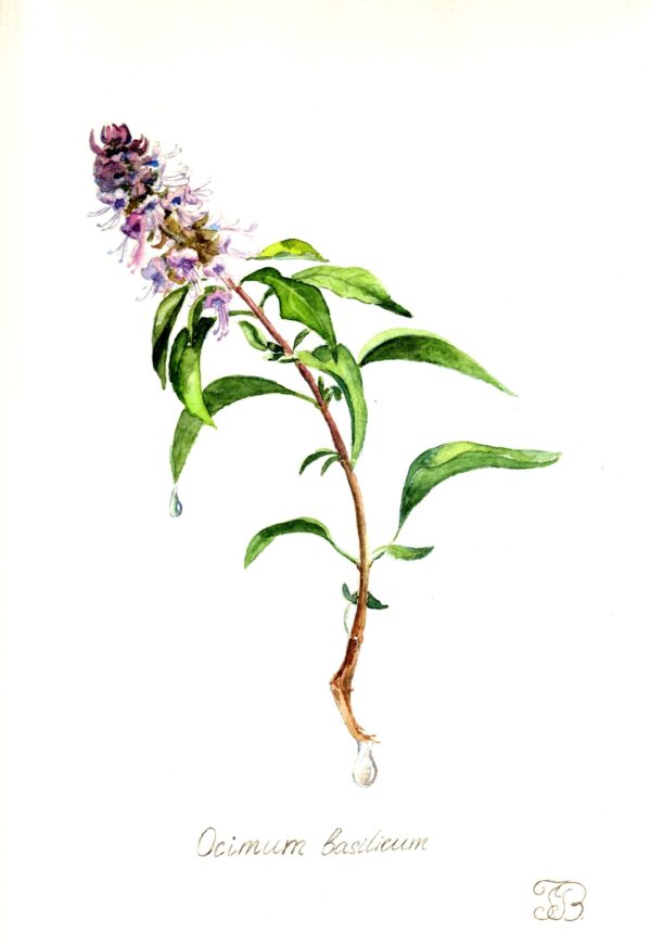 Basil Watercolor Botanical Painting - Image 2