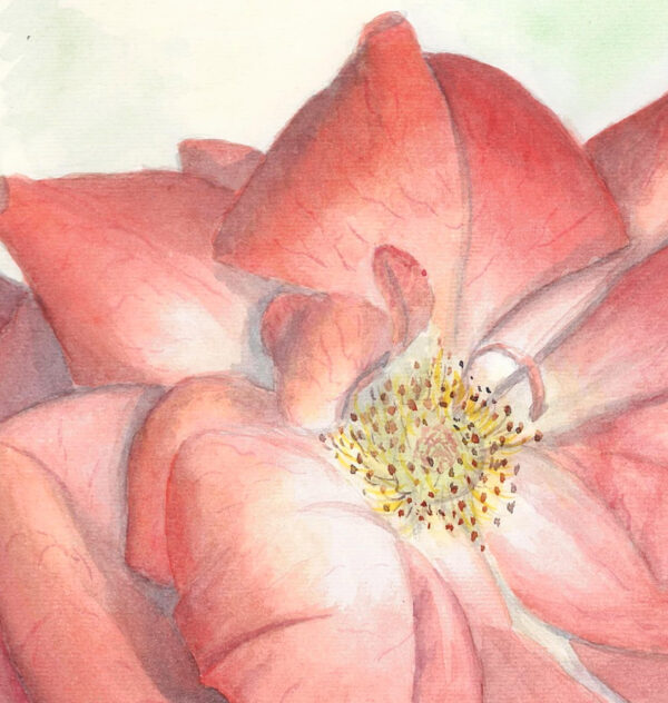 Red rose watercolor detail