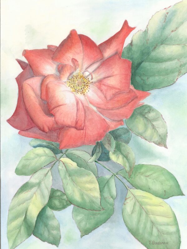 Red rose watercolor painting by Tatyana Bondareva