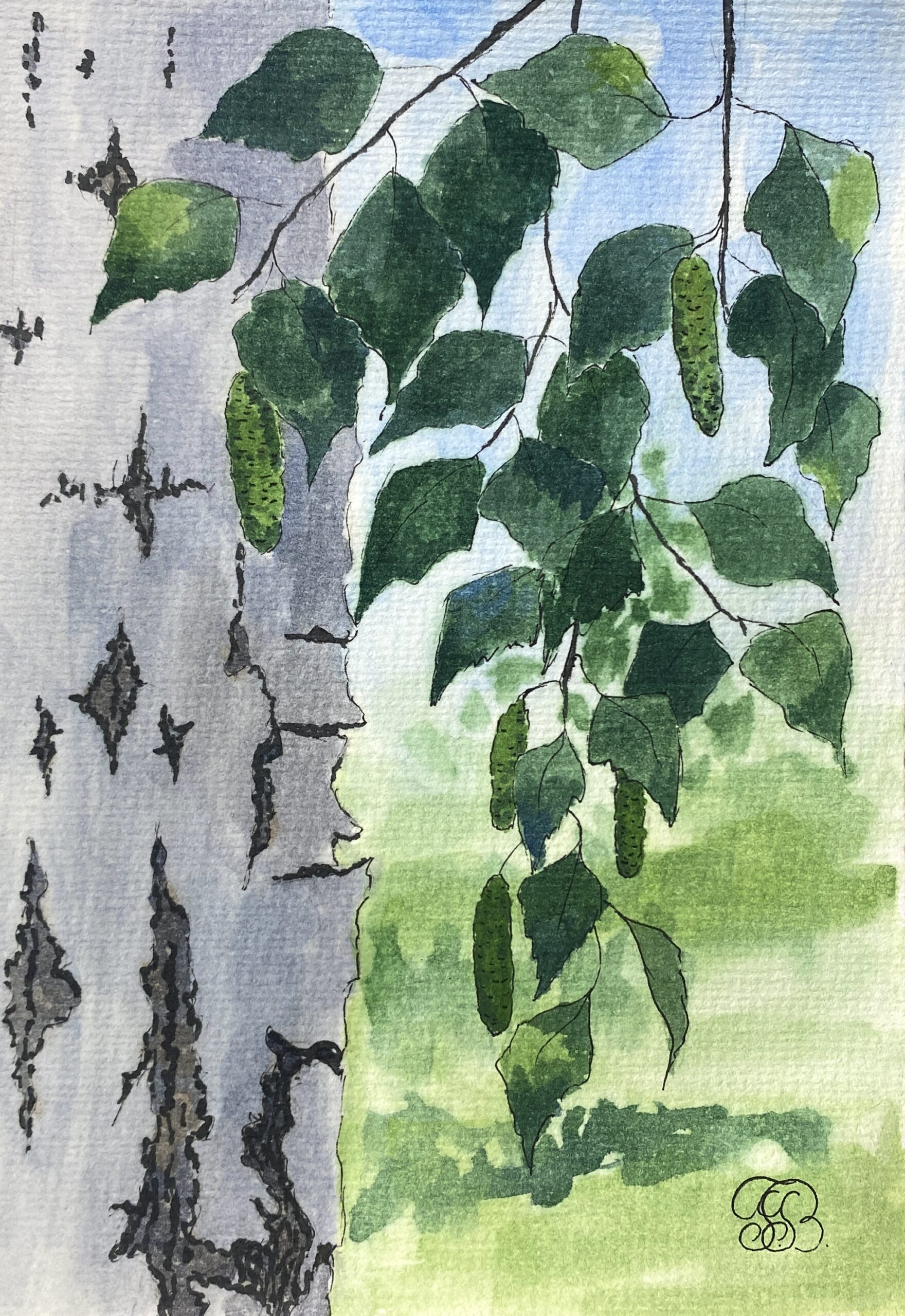 Original watercolor painting of a birch tree with green leaves and white bark by artist Tatyana Bondareva